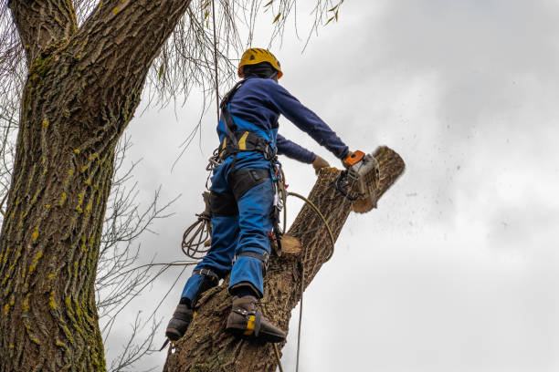 Best Tree Risk Assessment  in Dewitt, MI