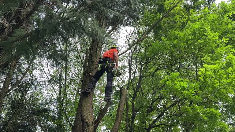 Best Tree Trimming and Pruning  in Dewitt, MI